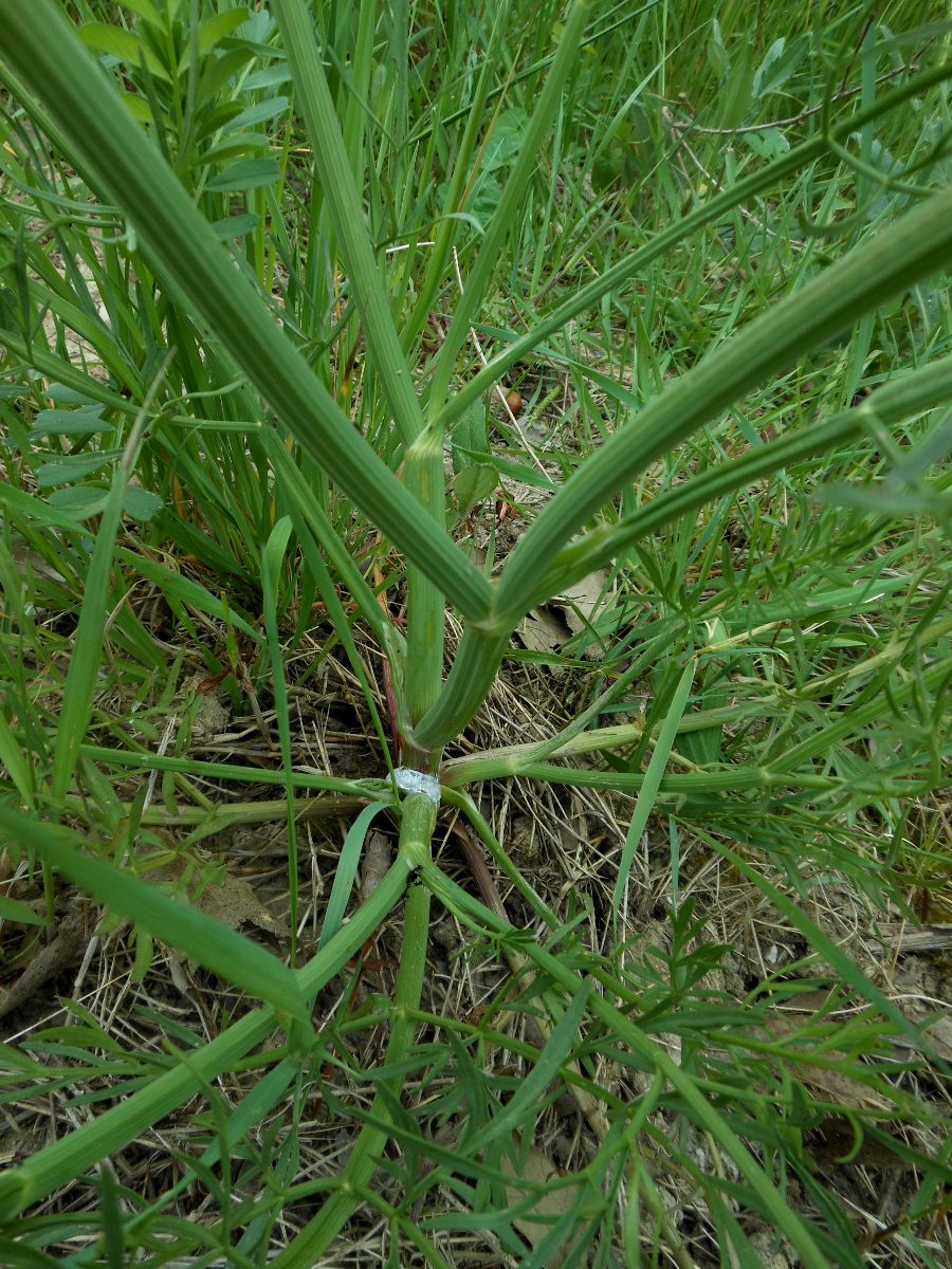 Oenanthe silaifolia M.Bieb./Finocchio acquatico silaifoglio